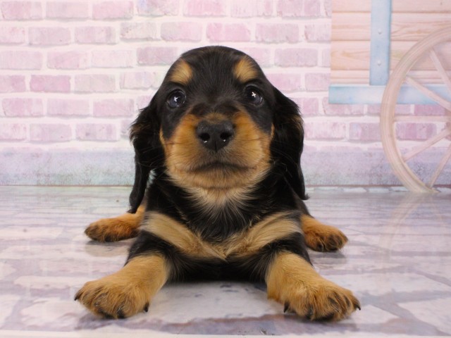 ミニチュア・ダックスフンド