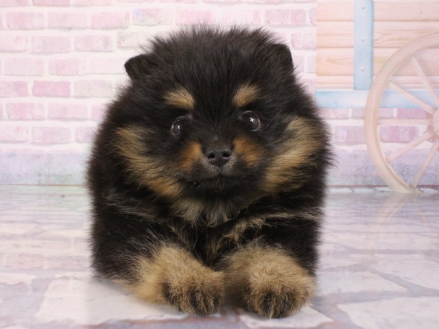 大阪府のポメラニアン (Coo&RIKU天王寺店/2026年1月3日生まれ/女の子/ブラックタン)の子犬の1枚目の画像