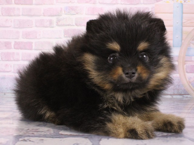 大阪府のポメラニアン (Coo&RIKU天王寺店/2026年1月3日生まれ/女の子/ブラックタン)の子犬の2枚目の画像