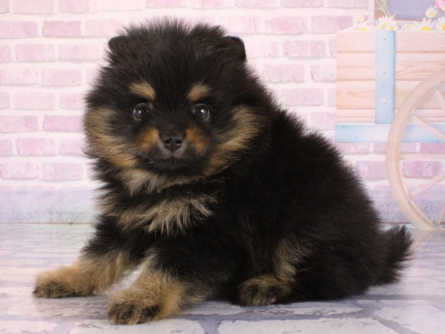 大阪府のポメラニアン (Coo&RIKU天王寺店/2026年1月3日生まれ/女の子/ブラックタン)の子犬の3枚目の画像