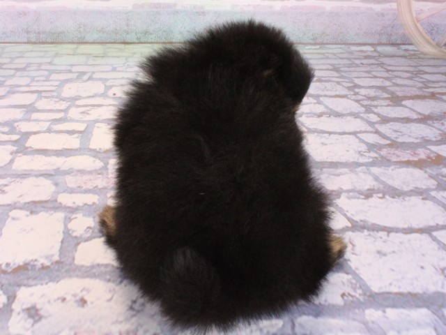 大阪府のポメラニアン (Coo&RIKU天王寺店/2026年1月3日生まれ/女の子/ブラックタン)の子犬の4枚目の画像