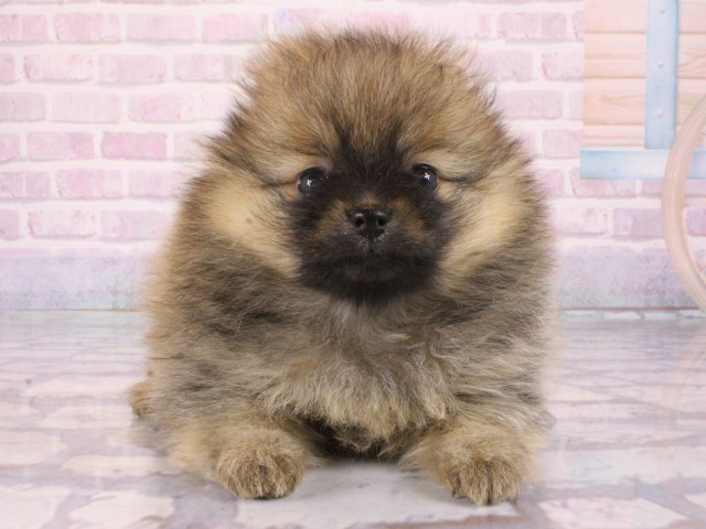 滋賀県のポメラニアン (Coo&RIKUアヤハディオ水口店/2026年1月3日生まれ/女の子/オレンジ)の子犬の1枚目の画像