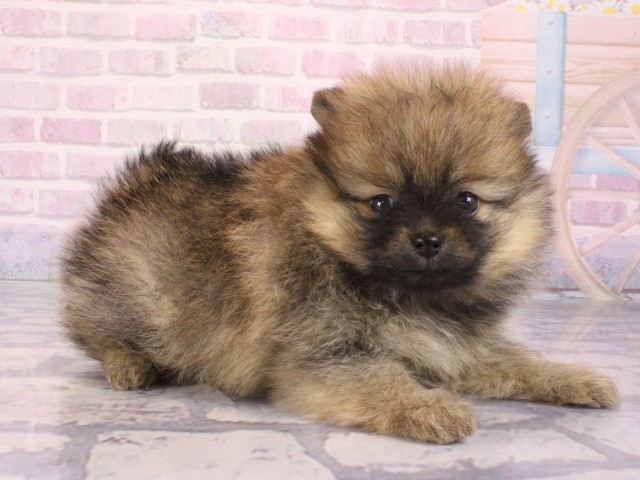 滋賀県のポメラニアン (Coo&RIKUアヤハディオ水口店/2026年1月3日生まれ/女の子/オレンジ)の子犬の2枚目の画像