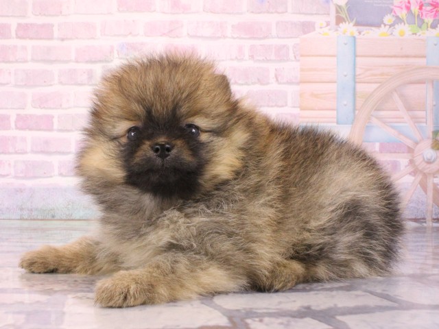 滋賀県のポメラニアン (Coo&RIKUアヤハディオ水口店/2026年1月3日生まれ/女の子/オレンジ)の子犬の3枚目の画像