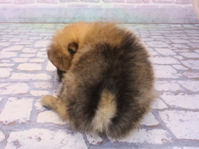 滋賀県のポメラニアン (Coo&RIKUアヤハディオ水口店/2026年1月3日生まれ/女の子/オレンジ)の子犬の4枚目の画像