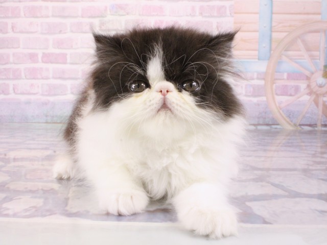 大阪府のエキゾチック (Coo&RIKU梅田店/2025年12月26日生まれ/男の子/ブラックホワイト)の子猫の1枚目の画像