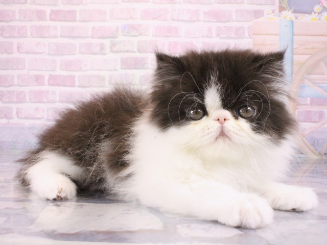 大阪府のエキゾチック (Coo&RIKU梅田店/2025年12月26日生まれ/男の子/ブラックホワイト)の子猫の2枚目の画像