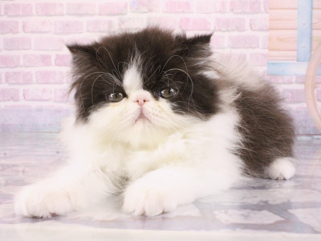 大阪府のエキゾチック (Coo&RIKU梅田店/2025年12月26日生まれ/男の子/ブラックホワイト)の子猫の3枚目の画像