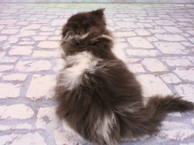 大阪府のエキゾチック (Coo&RIKU梅田店/2025年12月26日生まれ/男の子/ブラックホワイト)の子猫の4枚目の画像