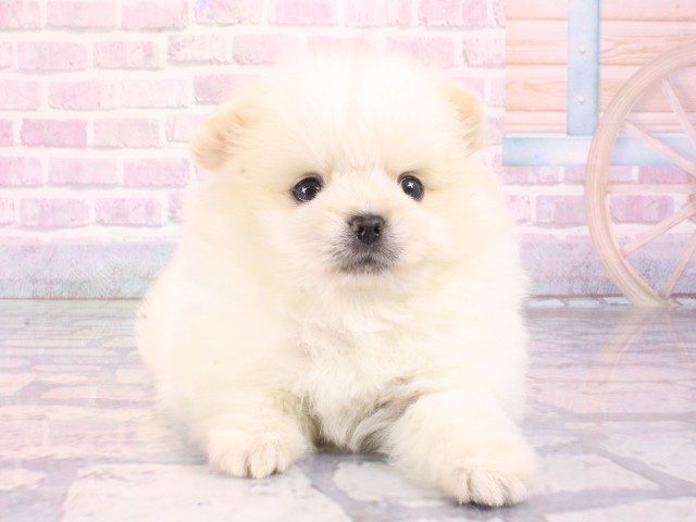 大阪府のペキポメ/ポメペキ(ペキニーズ×ポメラニアン) (Coo&RIKU梅田店/2026年1月3日生まれ/男の子/クリーム)の子犬の1枚目の画像