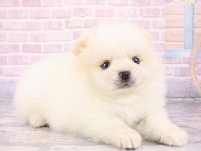 大阪府のペキポメ/ポメペキ(ペキニーズ×ポメラニアン) (Coo&RIKU梅田店/2026年1月3日生まれ/男の子/クリーム)の子犬の2枚目の画像