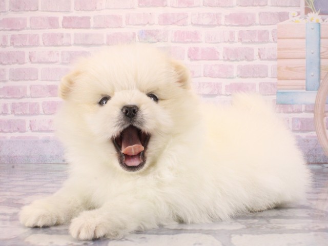 大阪府のペキポメ/ポメペキ(ペキニーズ×ポメラニアン) (Coo&RIKU梅田店/2026年1月3日生まれ/男の子/クリーム)の子犬の3枚目の画像