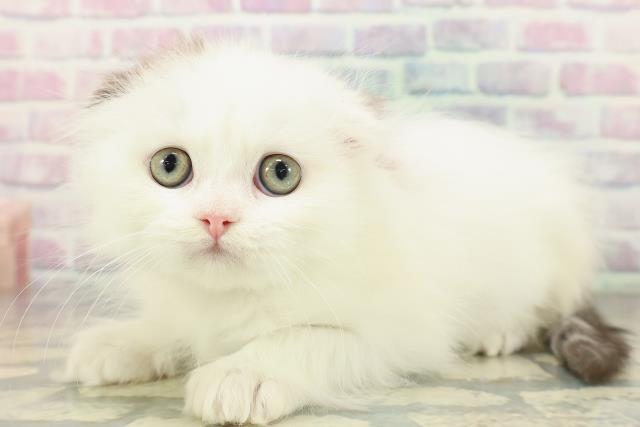 山口県のスコティッシュフォールド (Coo&RIKUサンパークあじす店/2026年1月2日生まれ/男の子/ブラウンタビーホワイト)の子猫の2枚目の画像