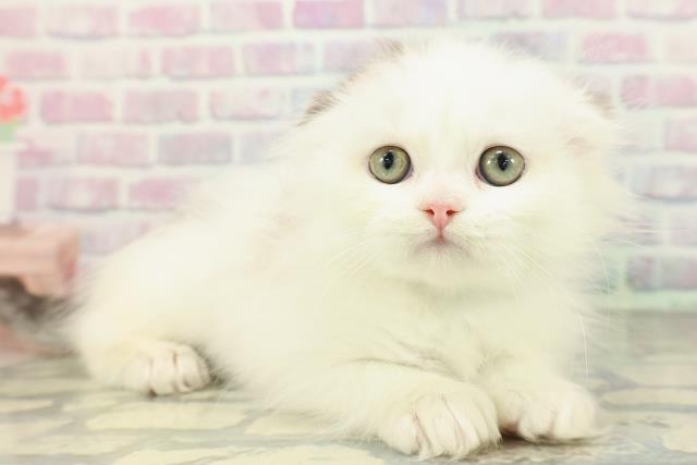 山口県のスコティッシュフォールド (Coo&RIKUサンパークあじす店/2026年1月2日生まれ/男の子/ブラウンタビーホワイト)の子猫の3枚目の画像