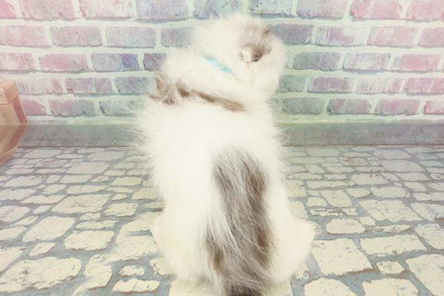 山口県のスコティッシュフォールド (Coo&RIKUサンパークあじす店/2026年1月2日生まれ/男の子/ブラウンタビーホワイト)の子猫の4枚目の画像