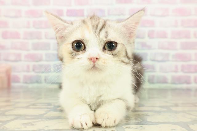静岡県のスコティッシュフォールド (Coo&RIKU沼津店/2026年1月2日生まれ/女の子/キャリコ)の子猫の1枚目の画像