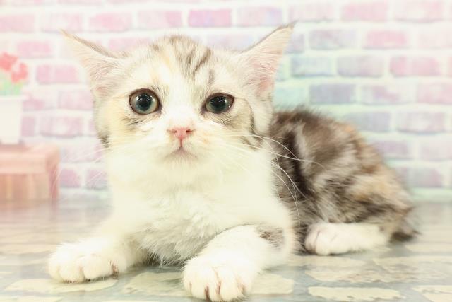 静岡県のスコティッシュフォールド (Coo&RIKU沼津店/2026年1月2日生まれ/女の子/キャリコ)の子猫の2枚目の画像