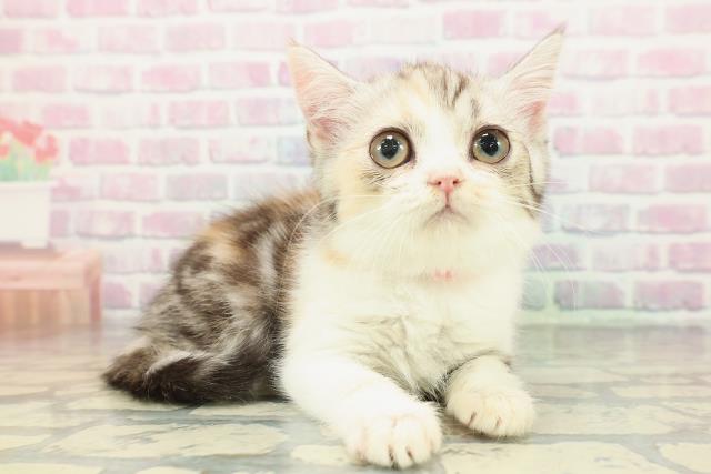 静岡県のスコティッシュフォールド (Coo&RIKU沼津店/2026年1月2日生まれ/女の子/キャリコ)の子猫の3枚目の画像