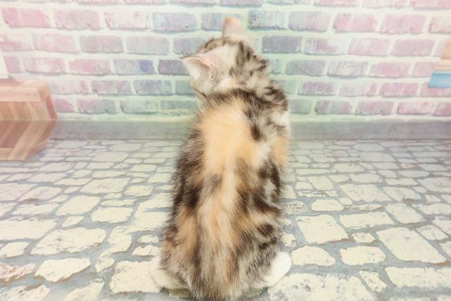静岡県のスコティッシュフォールド (Coo&RIKU沼津店/2026年1月2日生まれ/女の子/キャリコ)の子猫の4枚目の画像
