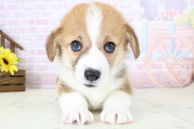 福岡県のウェルシュコーギーペンブローク (Coo&RIKUゆめタウン飯塚店/2026年1月4日生まれ/男の子/レッドホワイト)の子犬の1枚目の画像