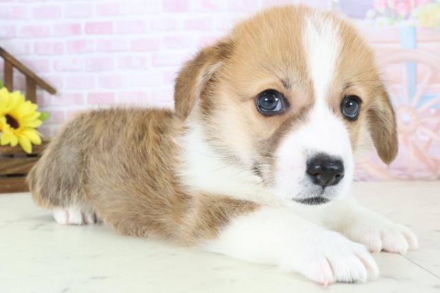 福岡県のウェルシュコーギーペンブローク (Coo&RIKUゆめタウン飯塚店/2026年1月4日生まれ/男の子/レッドホワイト)の子犬の2枚目の画像