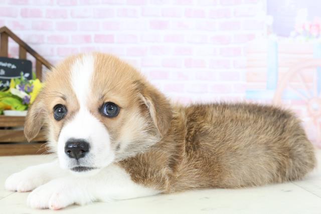 福岡県のウェルシュコーギーペンブローク (Coo&RIKUゆめタウン飯塚店/2026年1月4日生まれ/男の子/レッドホワイト)の子犬の3枚目の画像