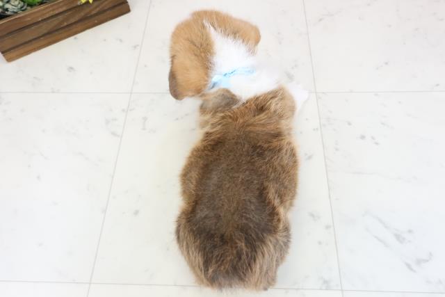 福岡県のウェルシュコーギーペンブローク (Coo&RIKUゆめタウン飯塚店/2026年1月4日生まれ/男の子/レッドホワイト)の子犬の4枚目の画像