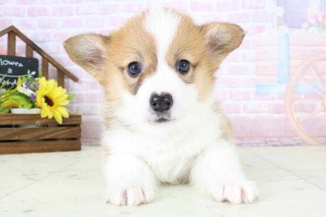 佐賀県のウェルシュコーギーペンブローク (Coo&RIKU佐賀神埼店/2026年1月4日生まれ/女の子/レッドホワイト)の子犬の1枚目の画像