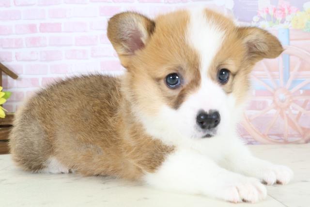 佐賀県のウェルシュコーギーペンブローク (Coo&RIKU佐賀神埼店/2026年1月4日生まれ/女の子/レッドホワイト)の子犬の2枚目の画像