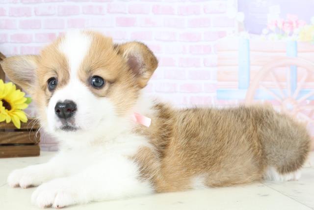 佐賀県のウェルシュコーギーペンブローク (Coo&RIKU佐賀神埼店/2026年1月4日生まれ/女の子/レッドホワイト)の子犬の3枚目の画像