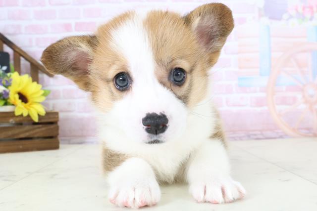 福岡県のウェルシュコーギーペンブローク (Coo&RIKU福岡東店/2026年1月4日生まれ/女の子/レッドホワイト)の子犬の1枚目の画像