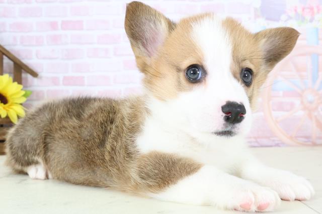 福岡県のウェルシュコーギーペンブローク (Coo&RIKU福岡東店/2026年1月4日生まれ/女の子/レッドホワイト)の子犬の2枚目の画像