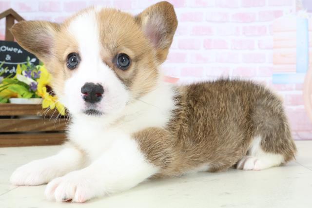 福岡県のウェルシュコーギーペンブローク (Coo&RIKU福岡東店/2026年1月4日生まれ/女の子/レッドホワイト)の子犬の3枚目の画像