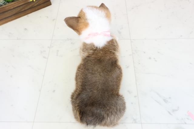 福岡県のウェルシュコーギーペンブローク (Coo&RIKU福岡東店/2026年1月4日生まれ/女の子/レッドホワイト)の子犬の4枚目の画像