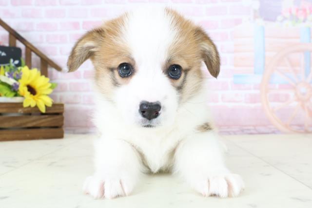 福岡県のウェルシュコーギーペンブローク (Coo&RIKUゆめタウン飯塚店/2026年1月4日生まれ/女の子/レッドホワイト)の子犬の1枚目の画像