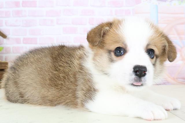 福岡県のウェルシュコーギーペンブローク (Coo&RIKUゆめタウン飯塚店/2026年1月4日生まれ/女の子/レッドホワイト)の子犬の2枚目の画像