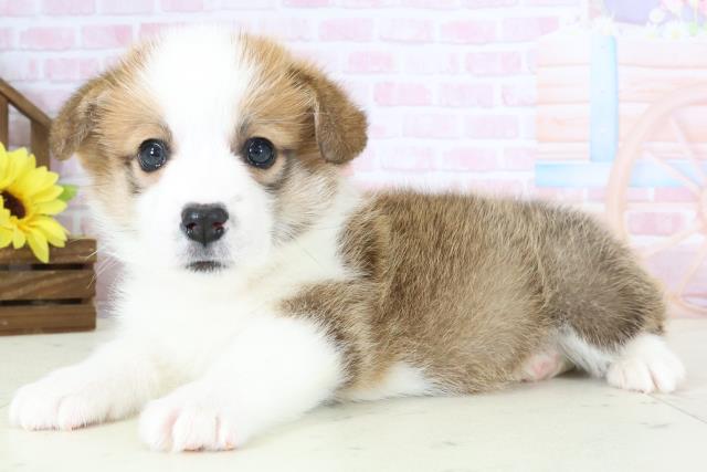 福岡県のウェルシュコーギーペンブローク (Coo&RIKUゆめタウン飯塚店/2026年1月4日生まれ/女の子/レッドホワイト)の子犬の3枚目の画像