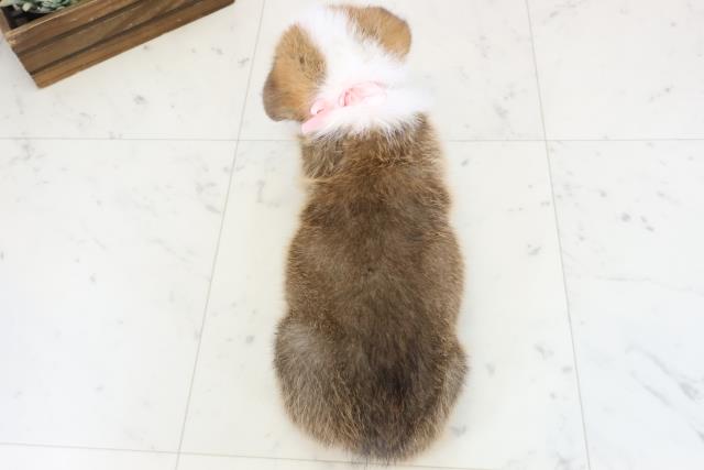 福岡県のウェルシュコーギーペンブローク (Coo&RIKUゆめタウン飯塚店/2026年1月4日生まれ/女の子/レッドホワイト)の子犬の4枚目の画像