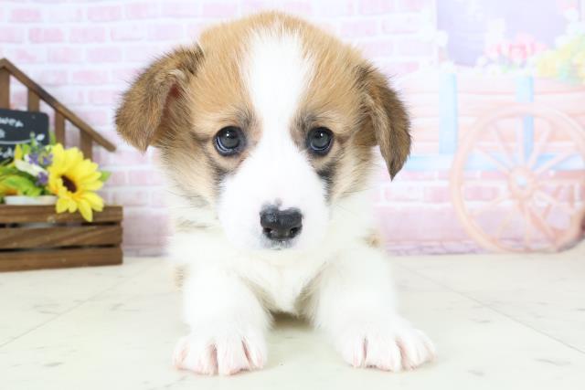 福岡県のウェルシュコーギーペンブローク (Coo&RIKUフォレストシティ春日店/2026年1月4日生まれ/女の子/レッドホワイト)の子犬の1枚目の画像