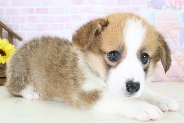 福岡県のウェルシュコーギーペンブローク (Coo&RIKUフォレストシティ春日店/2026年1月4日生まれ/女の子/レッドホワイト)の子犬の2枚目の画像