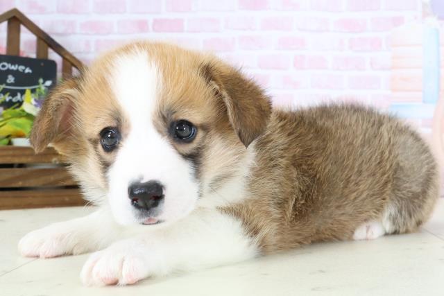 福岡県のウェルシュコーギーペンブローク (Coo&RIKUフォレストシティ春日店/2026年1月4日生まれ/女の子/レッドホワイト)の子犬の3枚目の画像