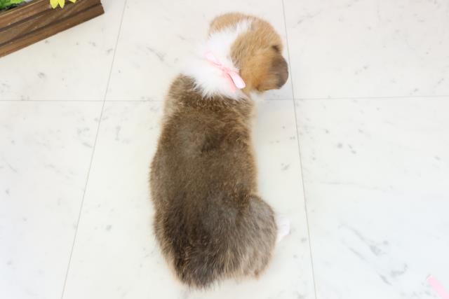 福岡県のウェルシュコーギーペンブローク (Coo&RIKUフォレストシティ春日店/2026年1月4日生まれ/女の子/レッドホワイト)の子犬の4枚目の画像