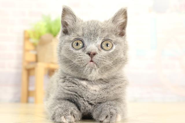 岐阜県のブリティッシュショートヘアー (Coo&RIKU各務原店/2026年1月3日生まれ/女の子/ブルークリーム)の子猫の1枚目の画像