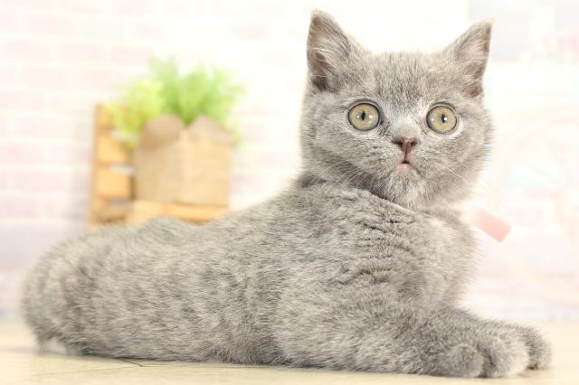 岐阜県のブリティッシュショートヘアー (Coo&RIKU各務原店/2026年1月3日生まれ/女の子/ブルークリーム)の子猫の2枚目の画像