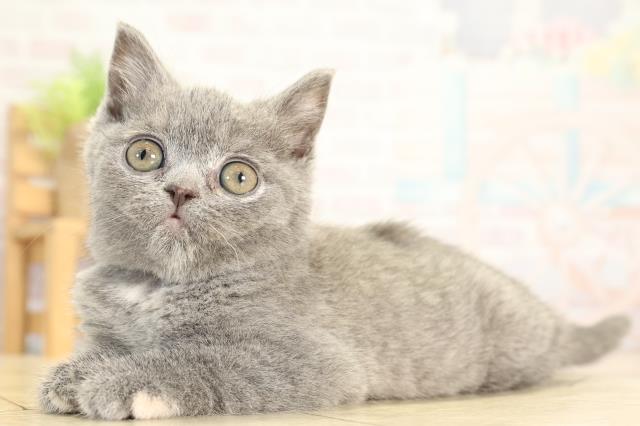 岐阜県のブリティッシュショートヘアー (Coo&RIKU各務原店/2026年1月3日生まれ/女の子/ブルークリーム)の子猫の3枚目の画像