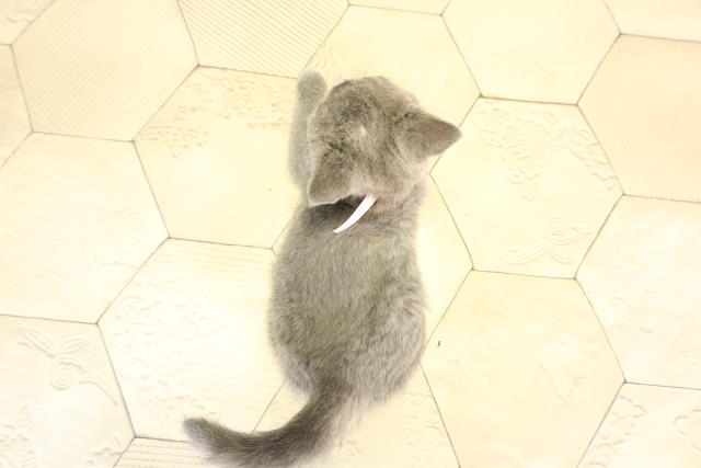 岐阜県のブリティッシュショートヘアー (Coo&RIKU各務原店/2026年1月3日生まれ/女の子/ブルークリーム)の子猫の4枚目の画像