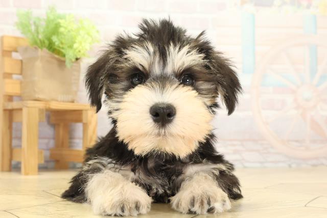 静岡県のミニチュアシュナウザー (Coo&RIKU浜松店/2026年1月2日生まれ/男の子/ブラックシルバー)の子犬の1枚目の画像