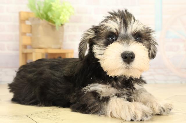 静岡県のミニチュアシュナウザー (Coo&RIKU浜松店/2026年1月2日生まれ/男の子/ブラックシルバー)の子犬の2枚目の画像