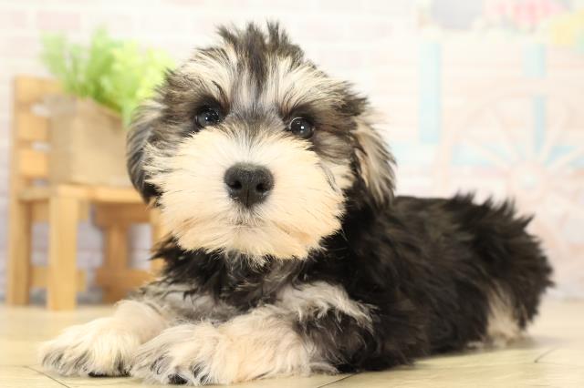 静岡県のミニチュアシュナウザー (Coo&RIKU浜松店/2026年1月2日生まれ/男の子/ブラックシルバー)の子犬の3枚目の画像