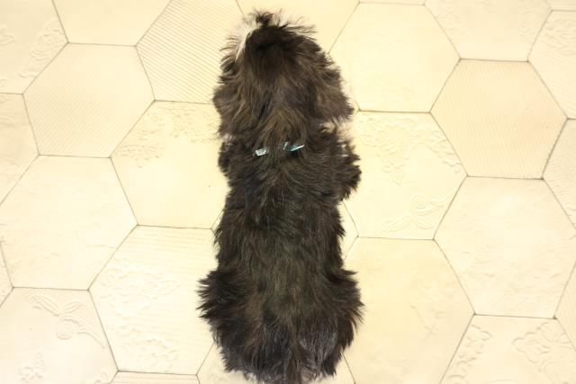 静岡県のミニチュアシュナウザー (Coo&RIKU浜松店/2026年1月2日生まれ/男の子/ブラックシルバー)の子犬の4枚目の画像